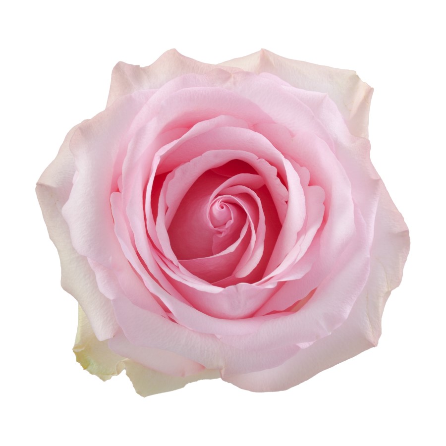 Rose - Nena (Light Pink) 50Cm/Ecuadorian